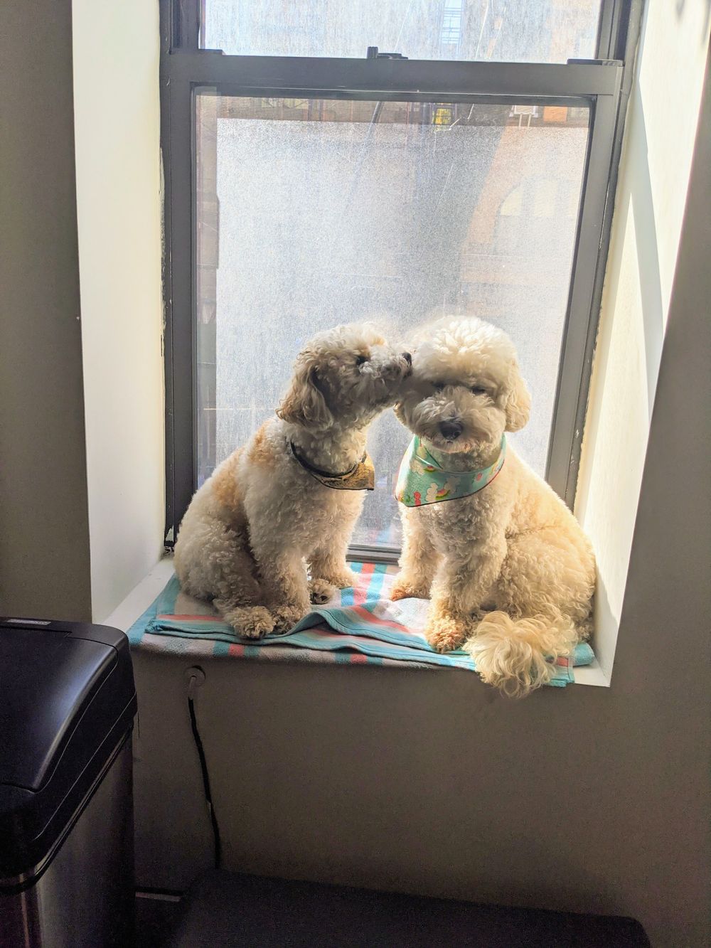Pan and Io sitting together by a window, one nuzzling the other.