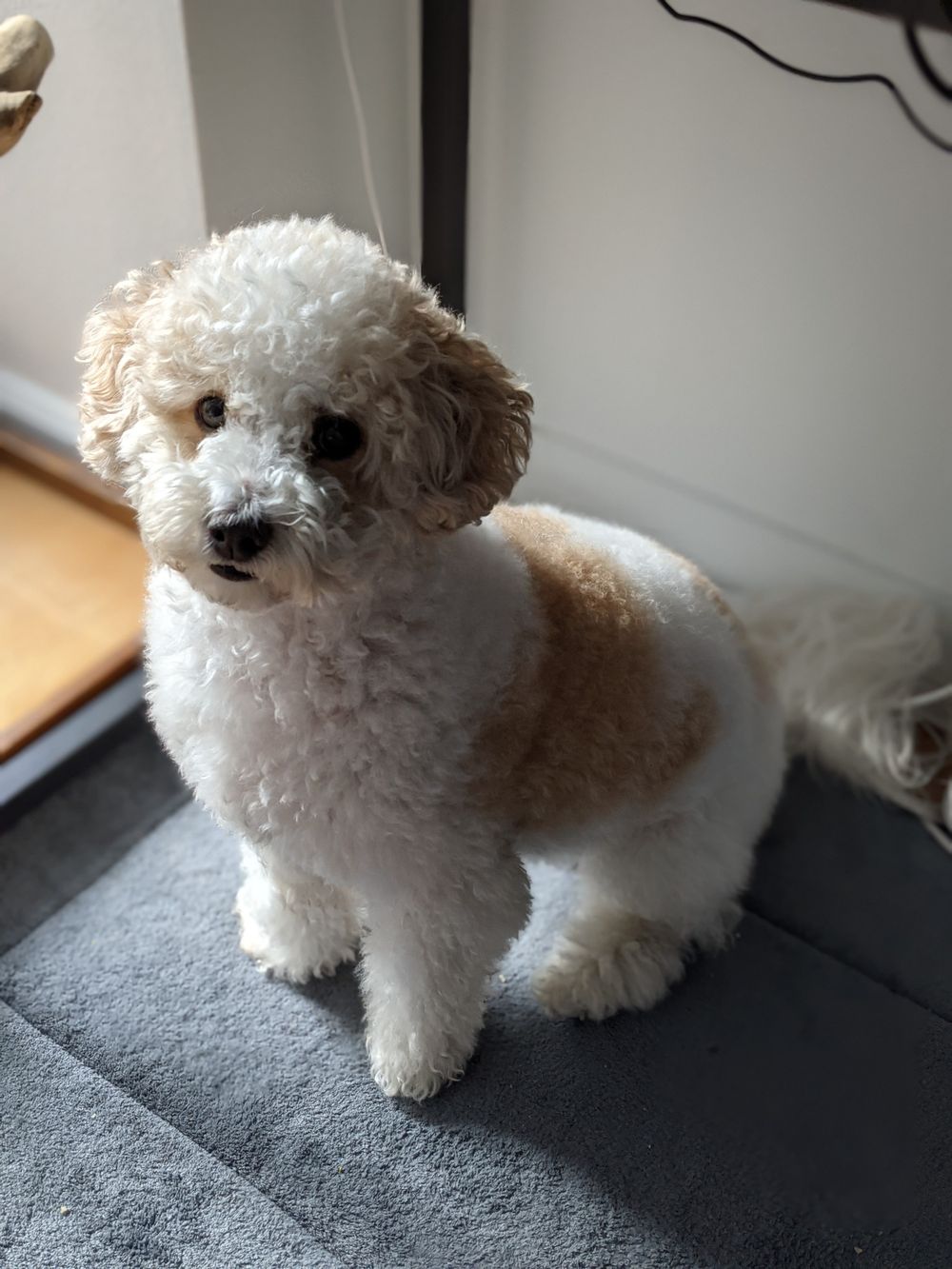 Io, Pan’s curly-haired brother, looking up at the camera.