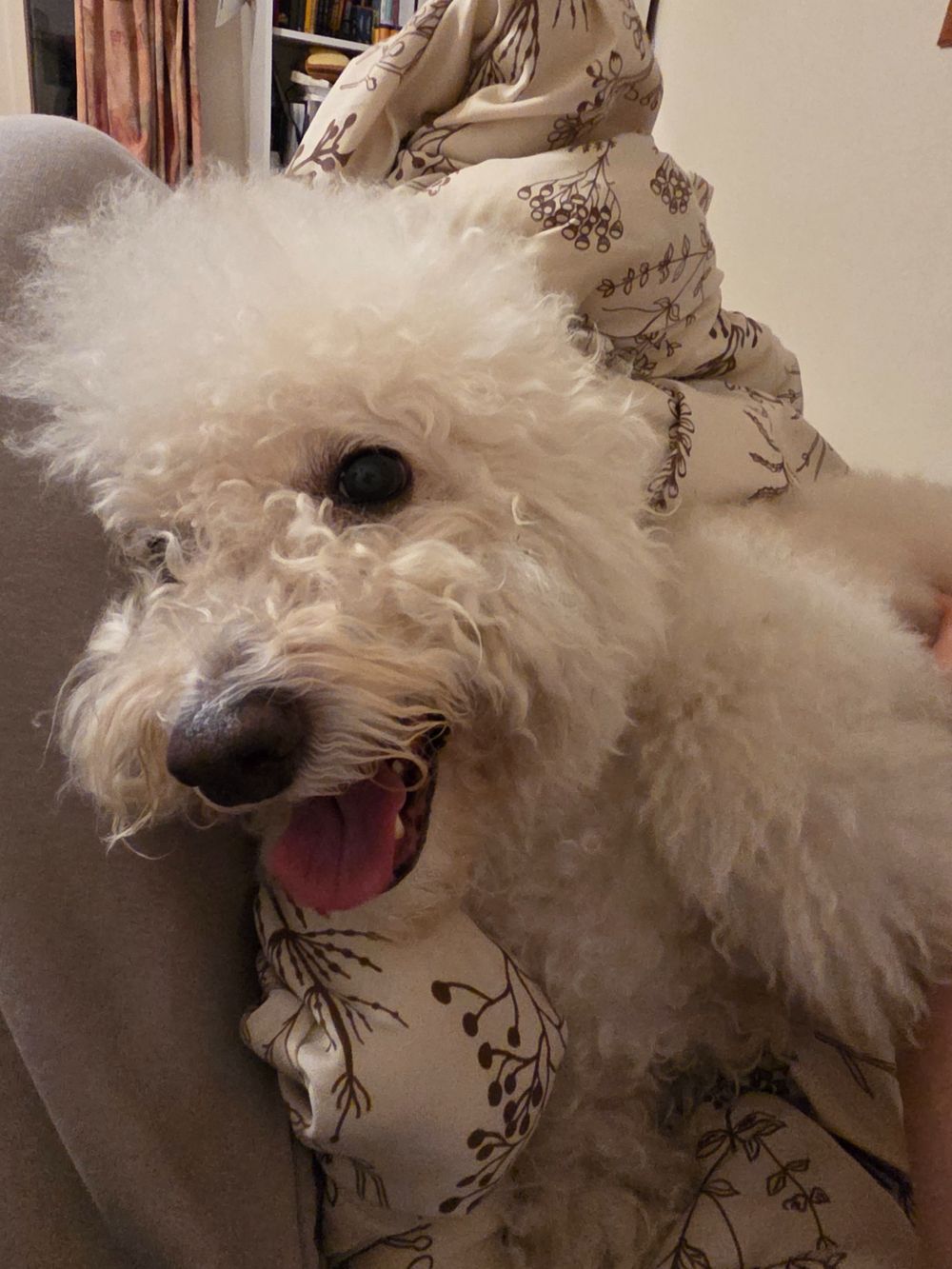 Pan, a fluffy white Bichon-poodle, lounging on a couch with a happy smile.
